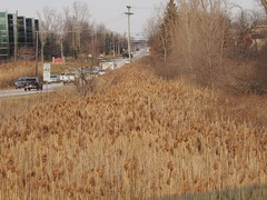Phragmites australis