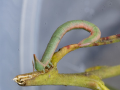 Crypsiphona ocultaria