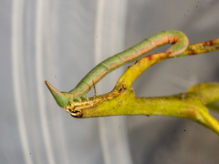 Crypsiphona ocultaria