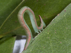 Crypsiphona ocultaria