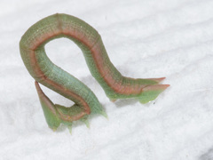 Crypsiphona ocultaria