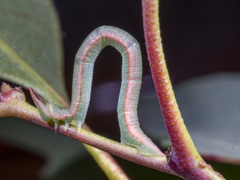 Crypsiphona ocultaria