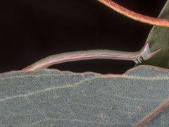 Crypsiphona ocultaria