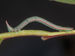 Crypsiphona ocultaria