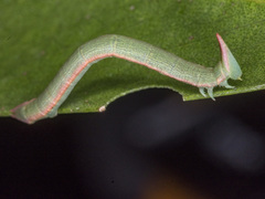 Crypsiphona ocultaria