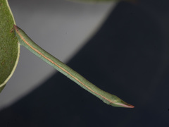 Crypsiphona ocultaria