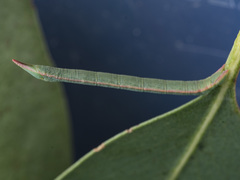 Crypsiphona ocultaria