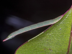 Crypsiphona ocultaria