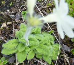 Primula buryana