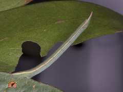 Crypsiphona ocultaria