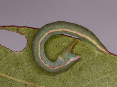 Crypsiphona ocultaria