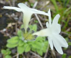 Primula buryana