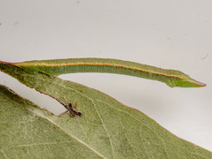 Crypsiphona ocultaria