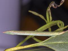 Crypsiphona ocultaria