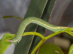 Crypsiphona ocultaria