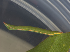 Crypsiphona ocultaria