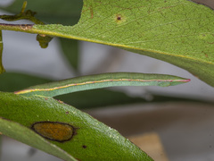 Crypsiphona ocultaria