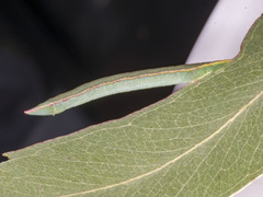 Crypsiphona ocultaria