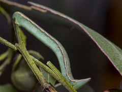 Crypsiphona ocultaria