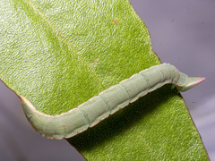 Crypsiphona ocultaria