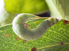 Crypsiphona ocultaria