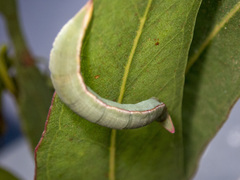 Crypsiphona ocultaria