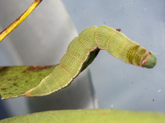 Crypsiphona ocultaria