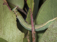 Crypsiphona ocultaria