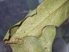 Crypsiphona ocultaria