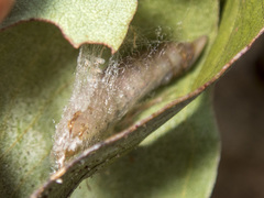 Crypsiphona ocultaria