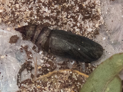 Crypsiphona ocultaria