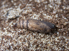 Crypsiphona ocultaria