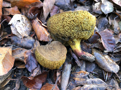 Aureoboletus flaviporus