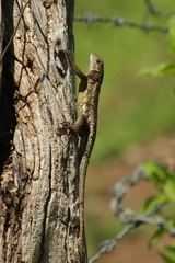 Sceloporus dugesii