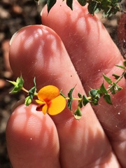 Pultenaea spinosa