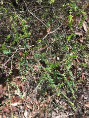 Pultenaea spinosa