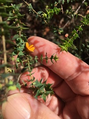 Pultenaea spinosa