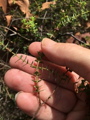 Pultenaea spinosa