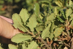 Quercus durata durata