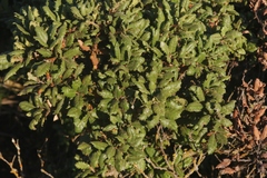 Quercus durata durata