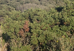 Quercus durata durata