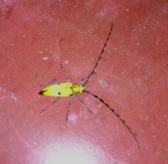 Acalolepta sulphurifera