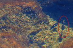 Poecilia mexicana