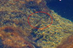 Poecilia mexicana