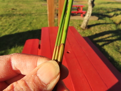 Juncus effusus effusus