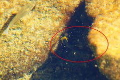 Poecilia mexicana