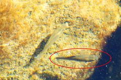 Poecilia mexicana