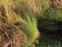 Juncus hesperius