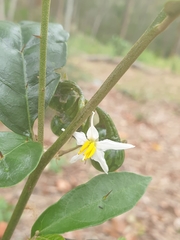 Solanum corifolium
