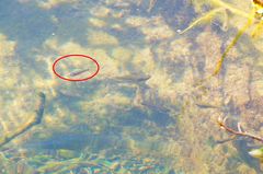 Pseudoxiphophorus bimaculatus